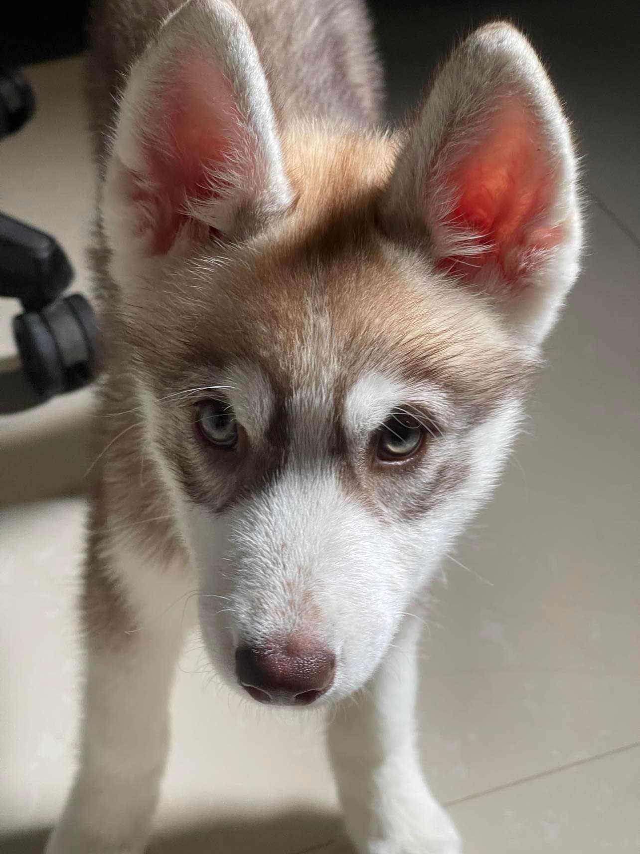 A husky